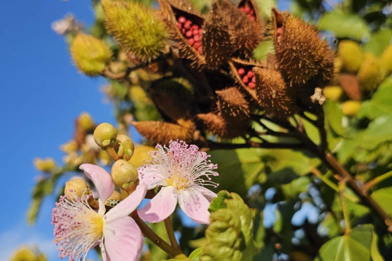 Paraná conquista a primeira Indicação Geográfica para urucum