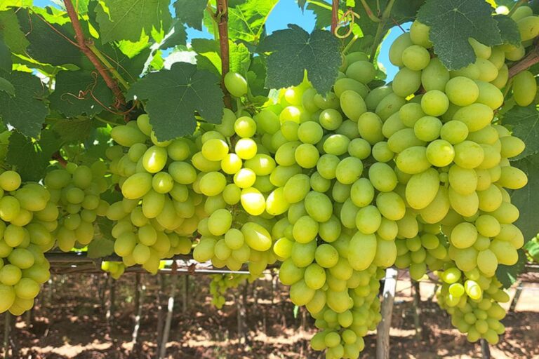 Nova cultivar de uva branca sem semente reduz custos com mão de obra