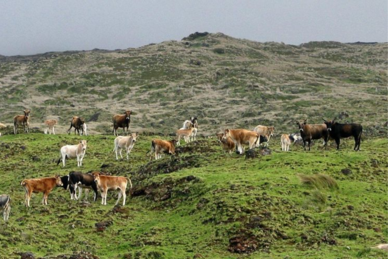 Como vacas em uma ilha deserta sobreviveram por 130 anos?