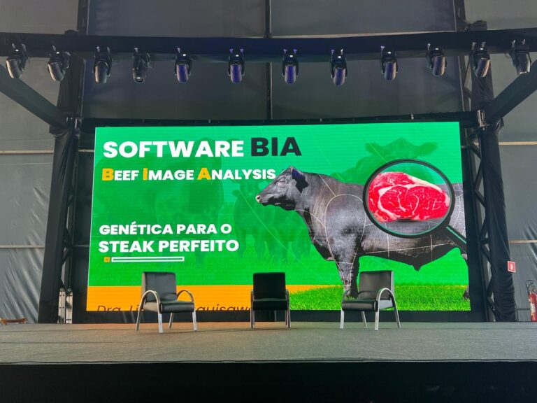 O sucesso do Angus no Brasil e no mundo 