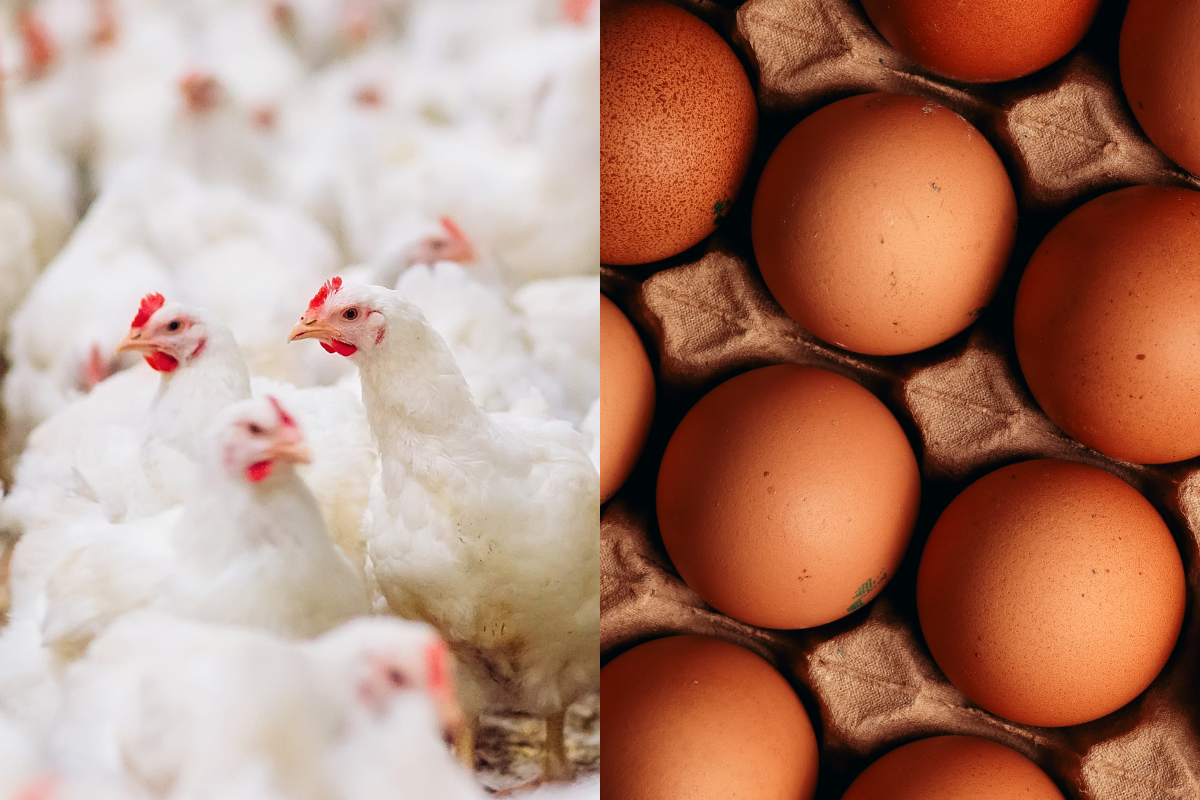 Foto: Adobe Stock   