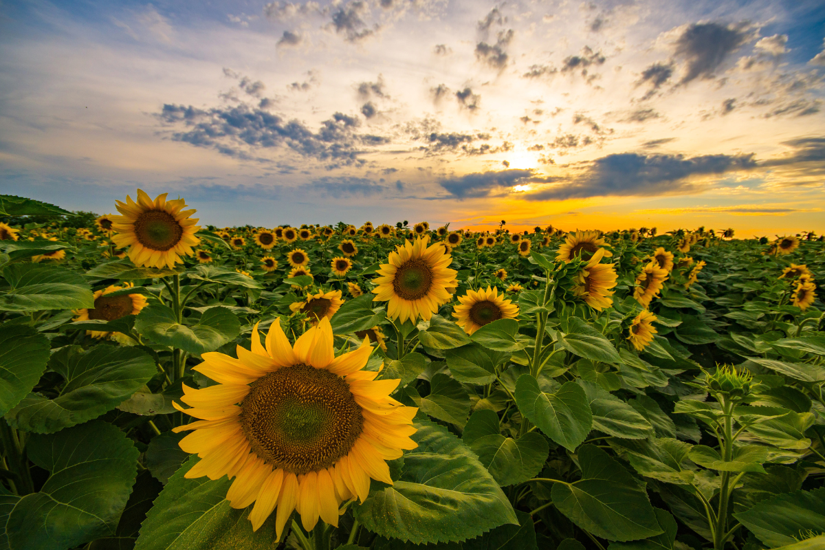 Foto: Adobe Stock
