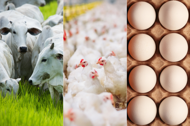 Produção de carnes avança com aumento no abate de bovinos, suínos e frangos