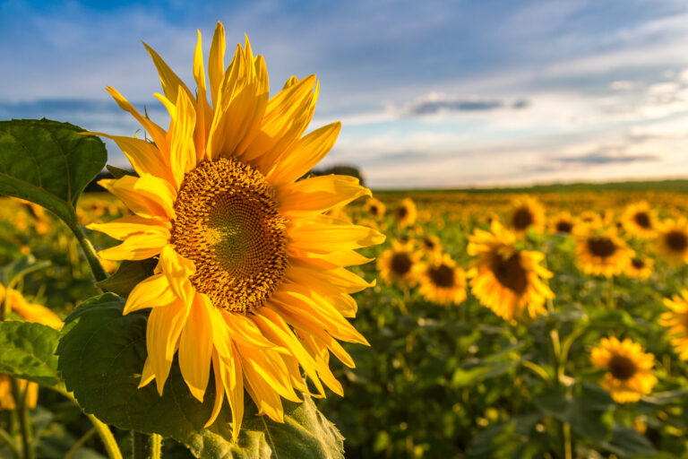 Girassol: como produzir essa flor que acompanha o brilho do sol