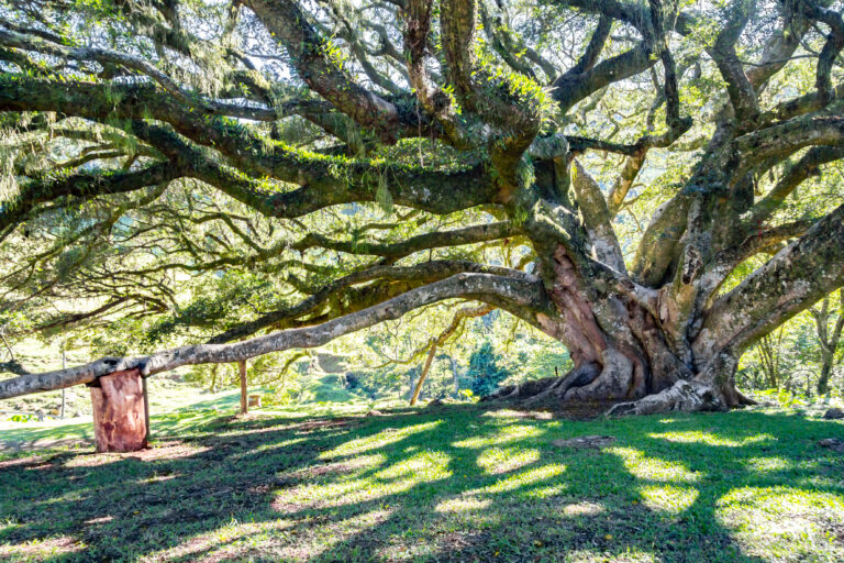 Conheça a árvore que existe há séculos abrigando vida e inspirando o turismo 