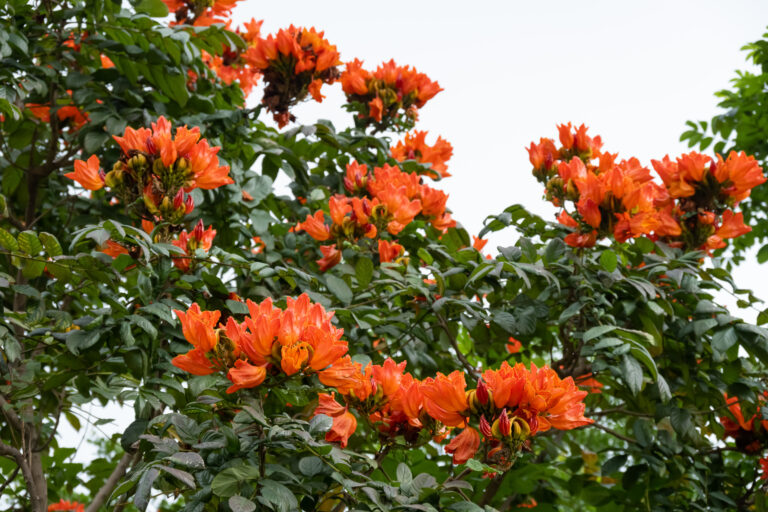 A flor conhecida como 'assassina' que mata abelhas pelo Brasil