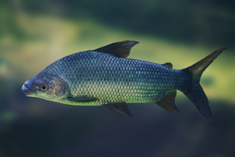 Conheça o peixe 'tipo exportação' nativo do Brasil