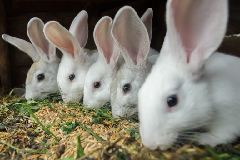 O que você precisa saber sobre criação de coelhos