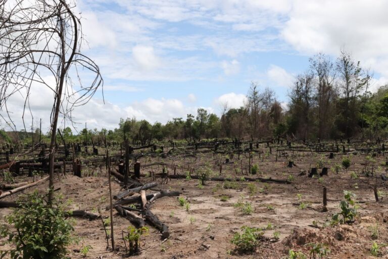 Amazônia ganha centro para pesquisas em recuperação de áreas degradadas