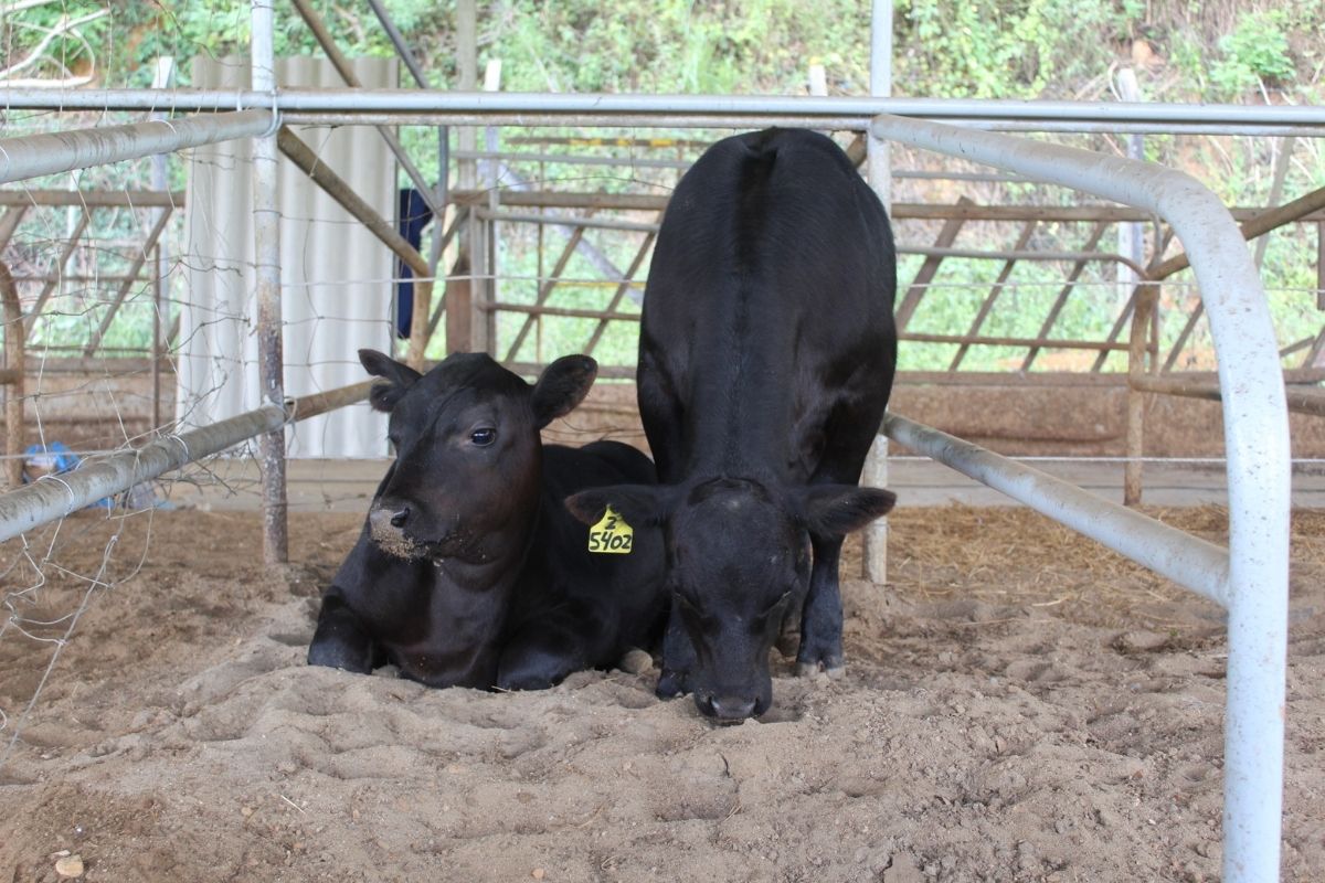 Bezerros angus geneticamente editados. Foto: Rubens Neiva/Embrapa
