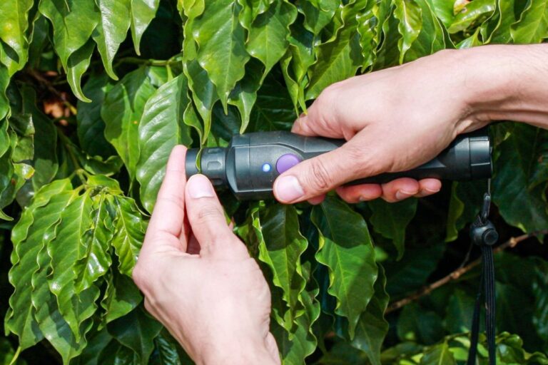 Tecnologia faz diagnóstico nutricional das plantas em tempo real