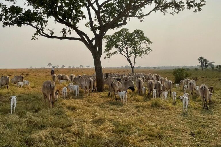 O bezerro de 2027 e a carne do futuro 