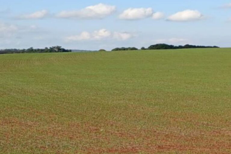 RS: área de trigo deve recuar quase 10% na safra de inverno 2025