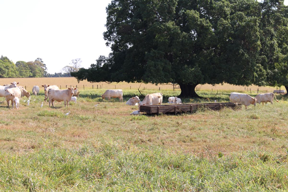 Projeto será coordenado pela Embrapa Pecuária Sudeste - Foto: Gisele Rosso/Embrapa Pecuária Sudeste