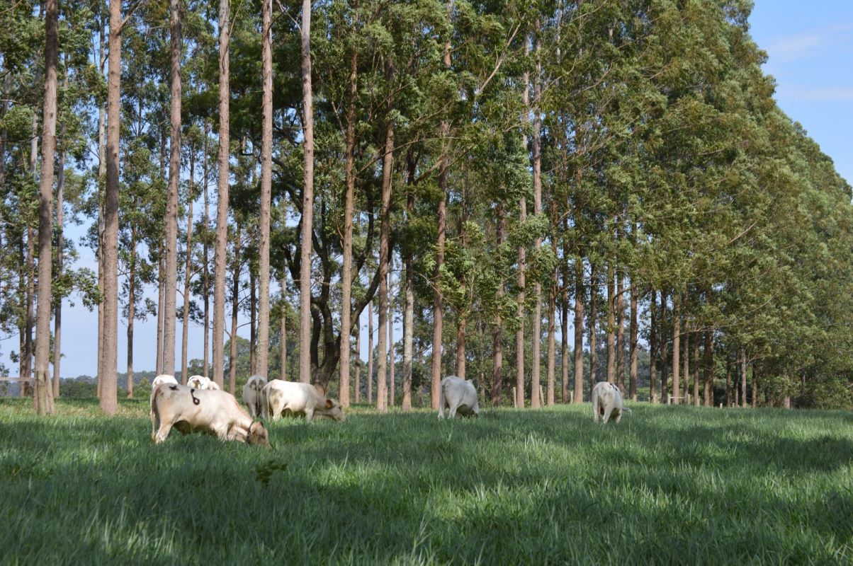 Em cada hectare do sistema integrado, havia 167 árvores - Foto: Juliana Sussai/Embrapa