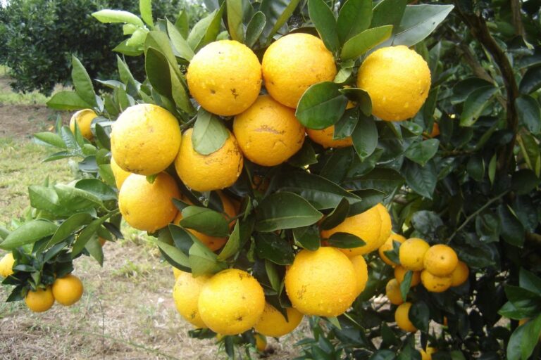 Embrapa lança duas novas variedades de laranja