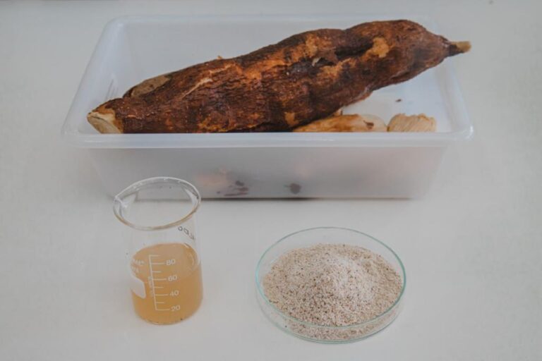 Mandioca açucarada: pesquisa mostra potencial para produção de biocombustível
