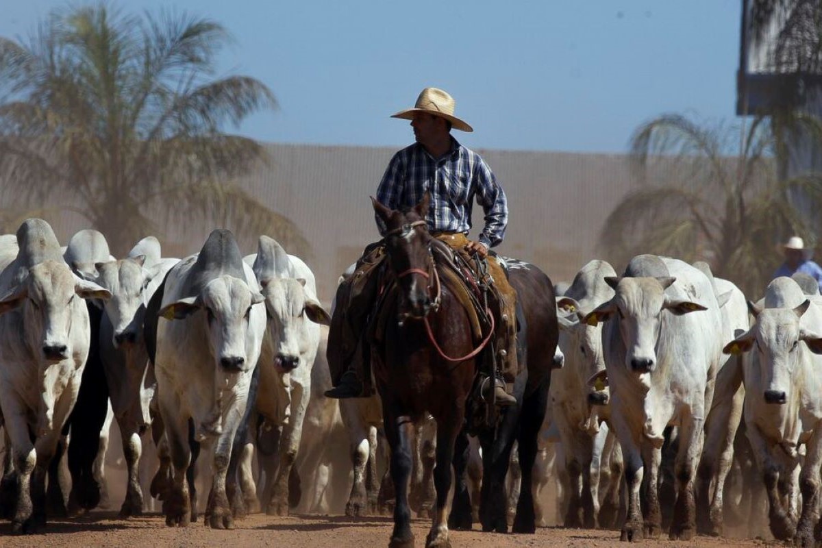 Documentaristas questionam a visão de que o planeta seria melhor se as vacas não existissem - Foto: Divulgação