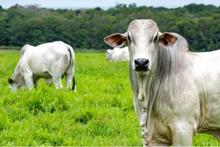 Edital de PSA para pecuaristas do Pantanal será lançado em julho