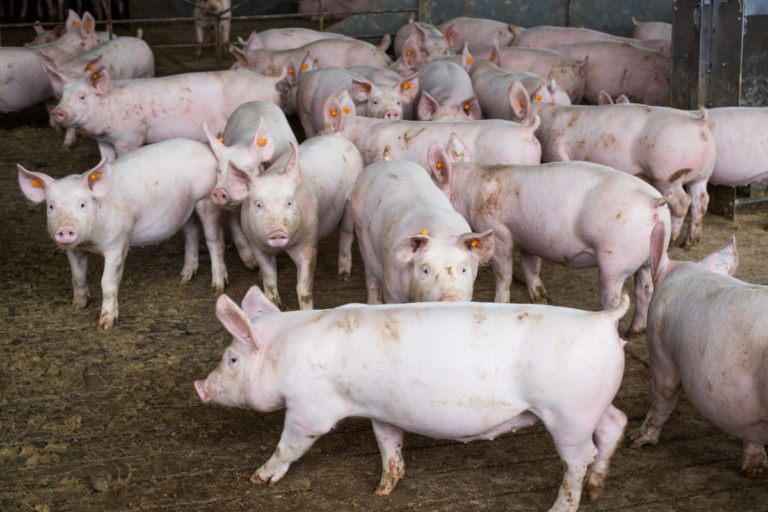 Suíno: apesar de baixas no final de maio, média mensal se sustenta