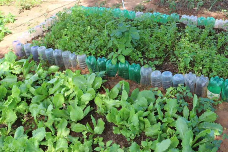 Tecnologia para gerar renda com produção de alimentos em pequenos espaços