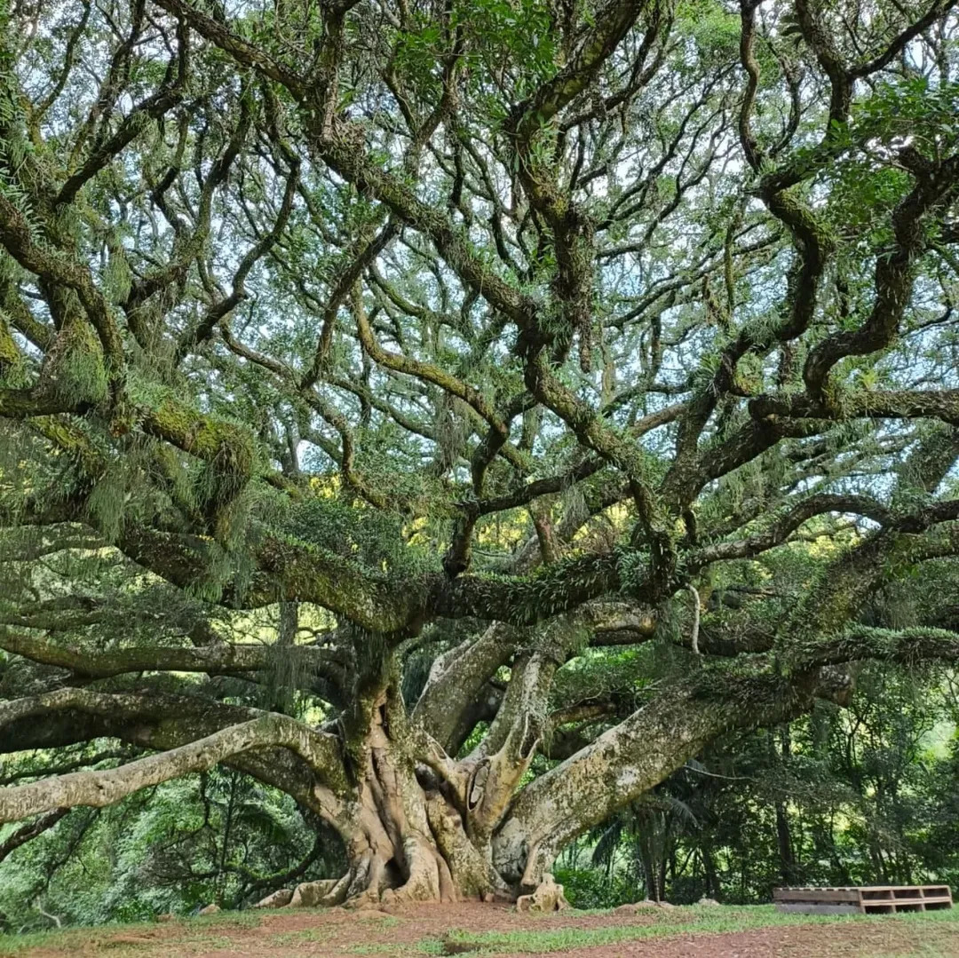 Sítio da Figueira Centenária