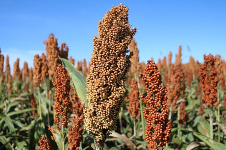 Sorgo granífero é alternativa viável para segunda safra no MS