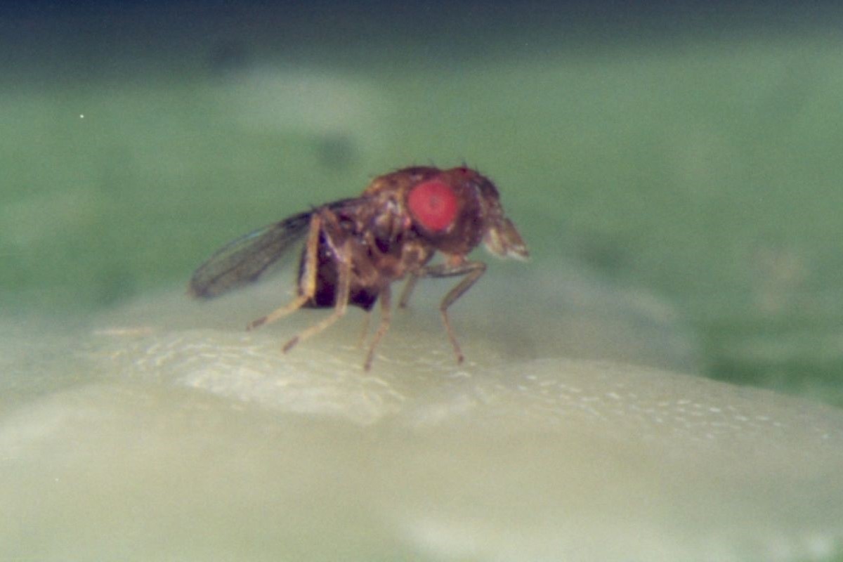 Trichogramma galloi - Foto: Global Cana/Divulgação