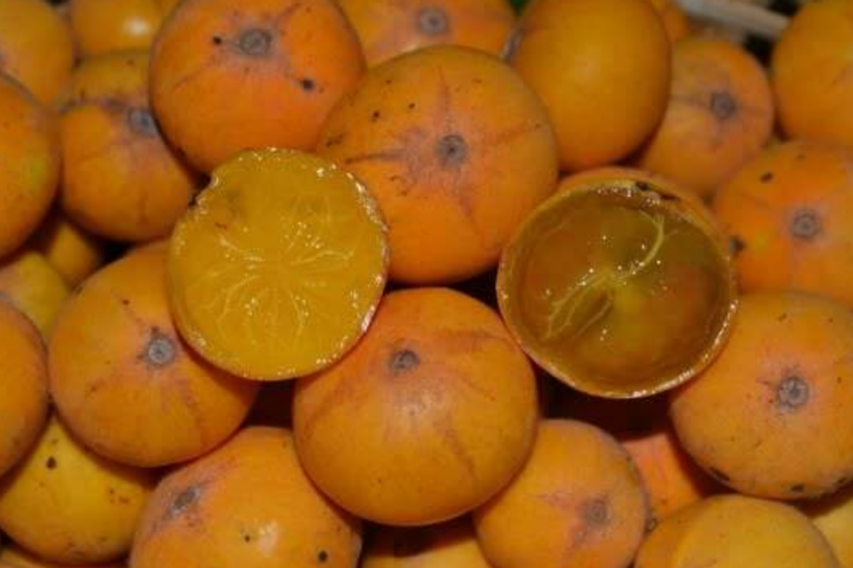 Uma jabuticaba amarela com pelos na casca? Saiba mais sobre essa fruta nativa