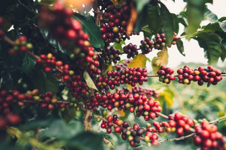 Café de Torrinha (SP) recebe Indicação Geográfica do INPI
