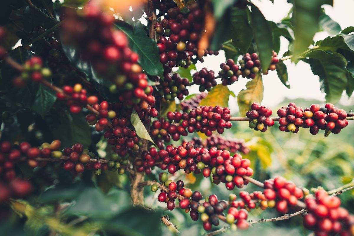 Torrinha é ligada à produção de café desde o século XIX - Foto: Adobe Stock