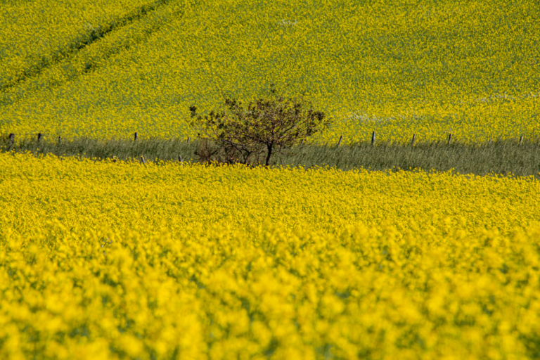 Canola tem aumento de 37% na área plantada no RS