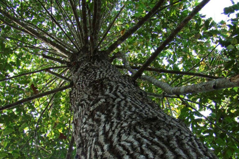 El Niño impacta crescimento da castanheira-da-amazônia, aponta estudo