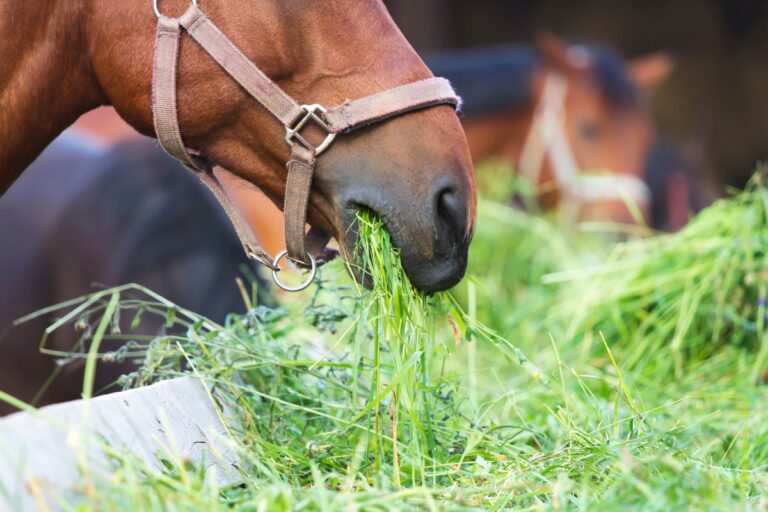 Os segredos do capim e da água na alimentação dos cavalos