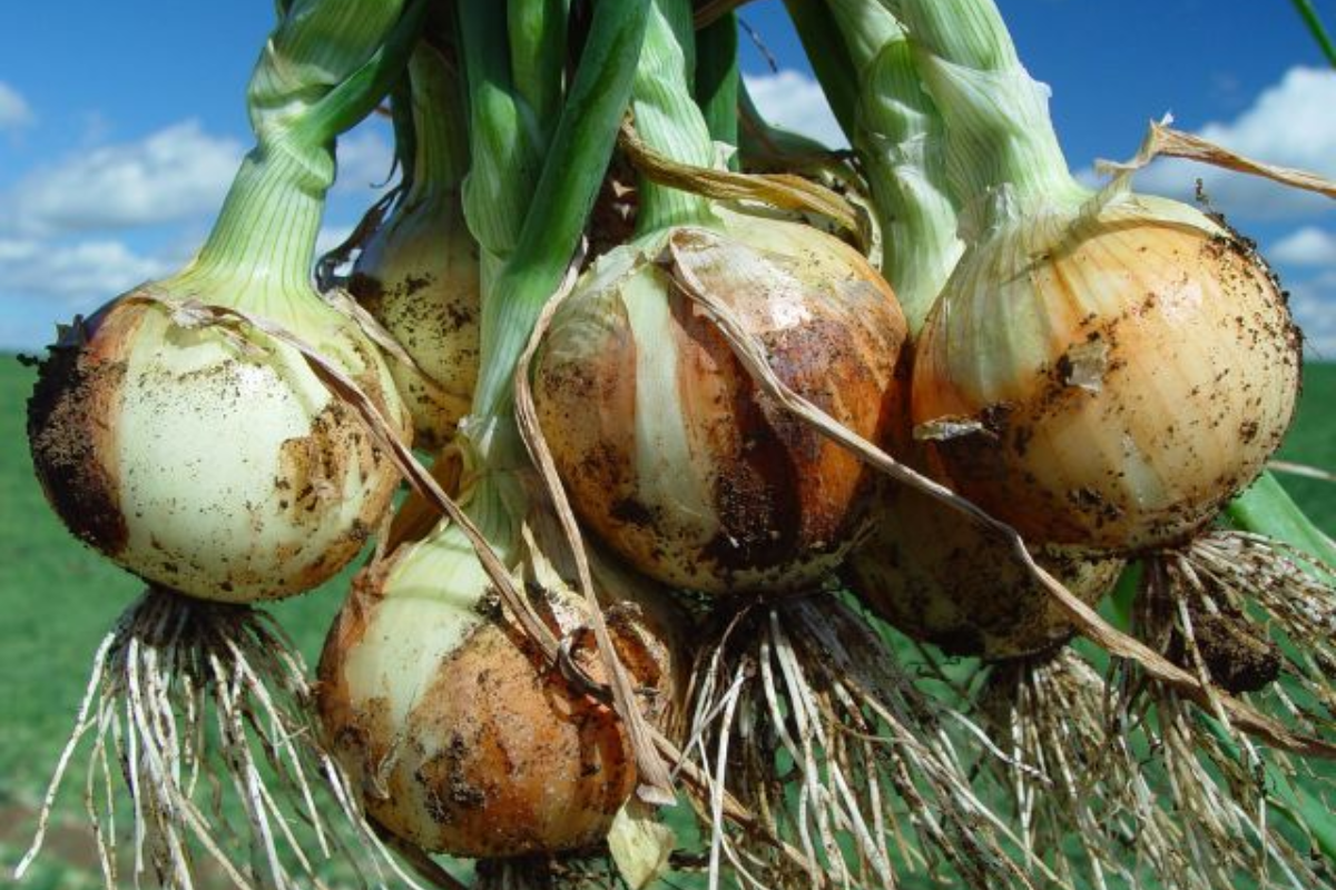 Foto: Epagri/Divulgação