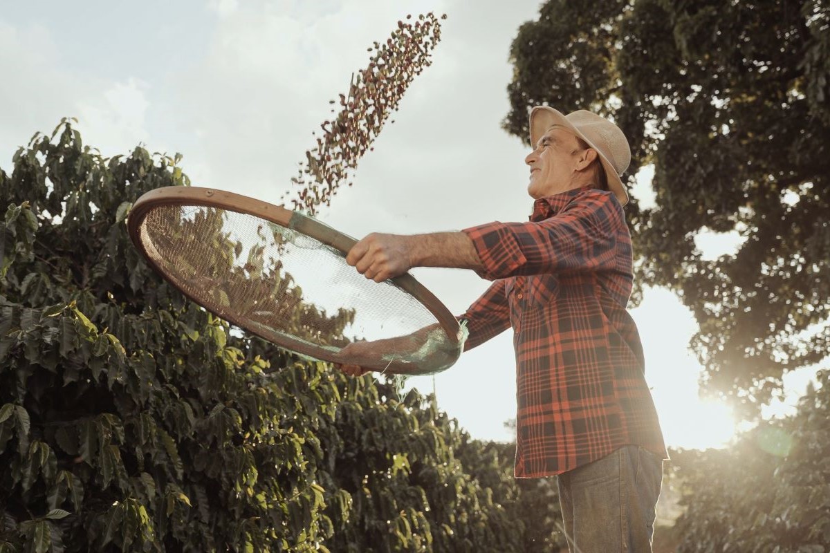 Avanço da colheita fez preço do café arábica recuar 11,11% no último mês - Foto: Adobe Stock