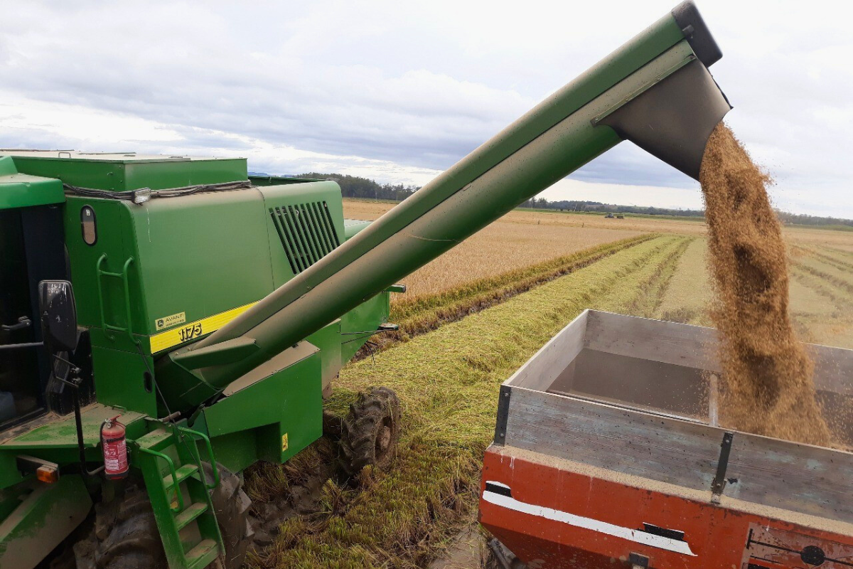 70% da produção nacional de arroz se concentra no Rio Grande do Sul. Foto: Giovani Wrasse/Irga