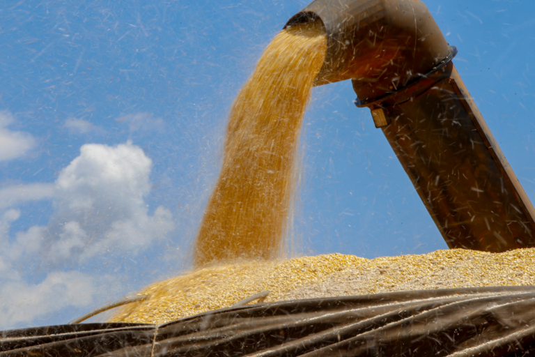 AgRural: umidade segura colheita da 2ª safra de milho