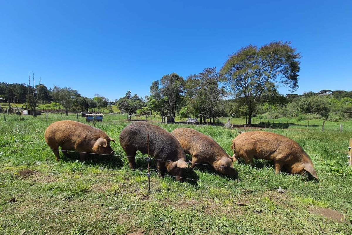 Paraná publica portaria com normas de biosseguridade para criações de suínos ao ar livre. Foto: Adapar Paraná/Divulgação
