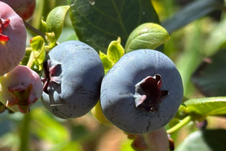 Frutas vermelhas são a nova aposta de pequenas propriedades em SP