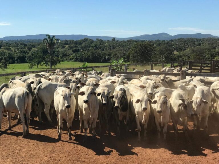 Goiás prorroga até 15 de julho prazo para declaração obrigatória de rebanho