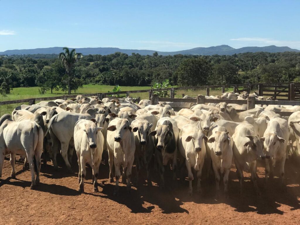 Foto: : Bruno Rodrigues/Agrodefesa