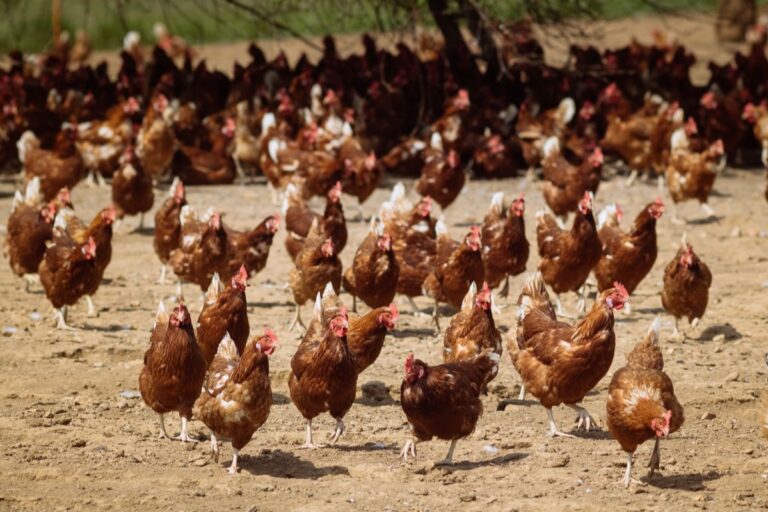 Goiás confirma primeiro caso de gripe aviária em aves de subsistência