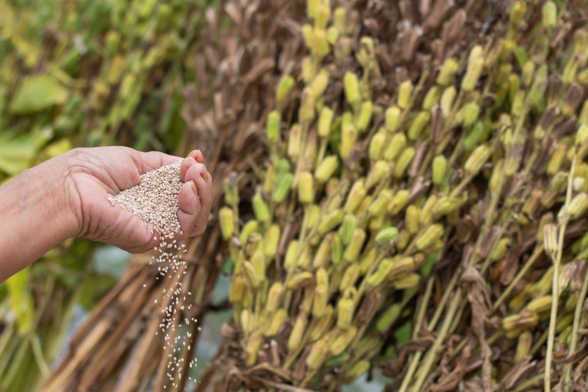 Mato Grosso liderou a produção nacional de gergelim, respondendo por 64% - Foto: Adobe Stock