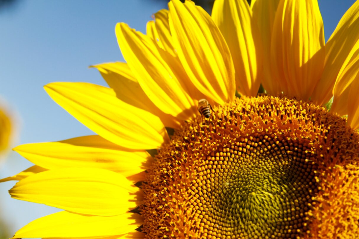 Foto: Lucas Eugenio/Seapa