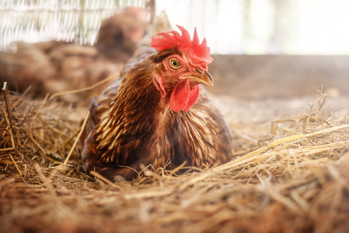 Suspeitas em Goiás foram registradas em aves de subsistência - Foto: Adobe Stock