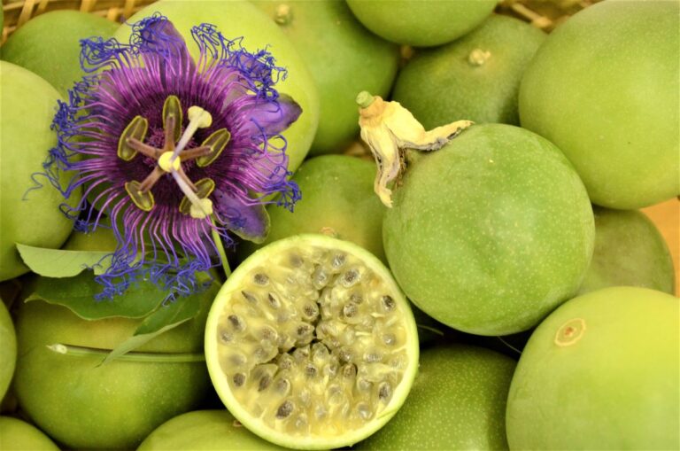 Borbulhante de maracujá-da-caatinga pode abrir novo mercado para agricultores do Semiárido