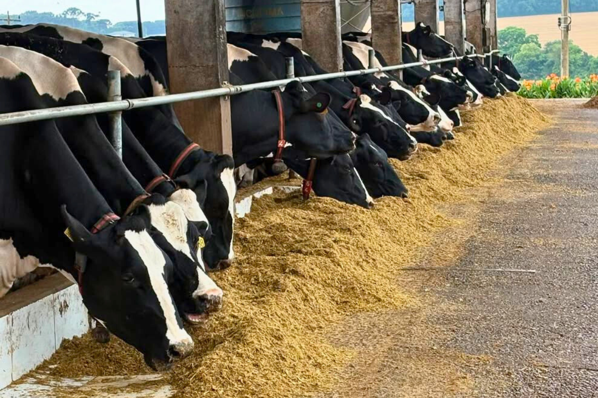 Foto: Cabanha DS/Divulgação