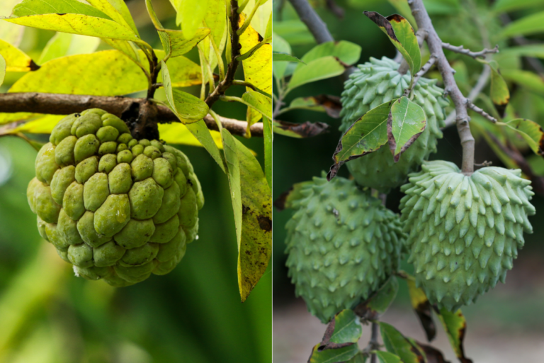 Qual a diferença entre pinha e atemoia?
