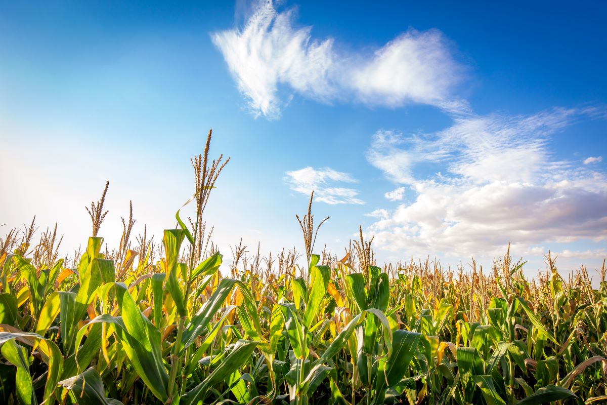 116 mil imóveis rurais plantaram milho ou soja em pelo menos uma das últimas cinco safras - Foto: Adobe Stock